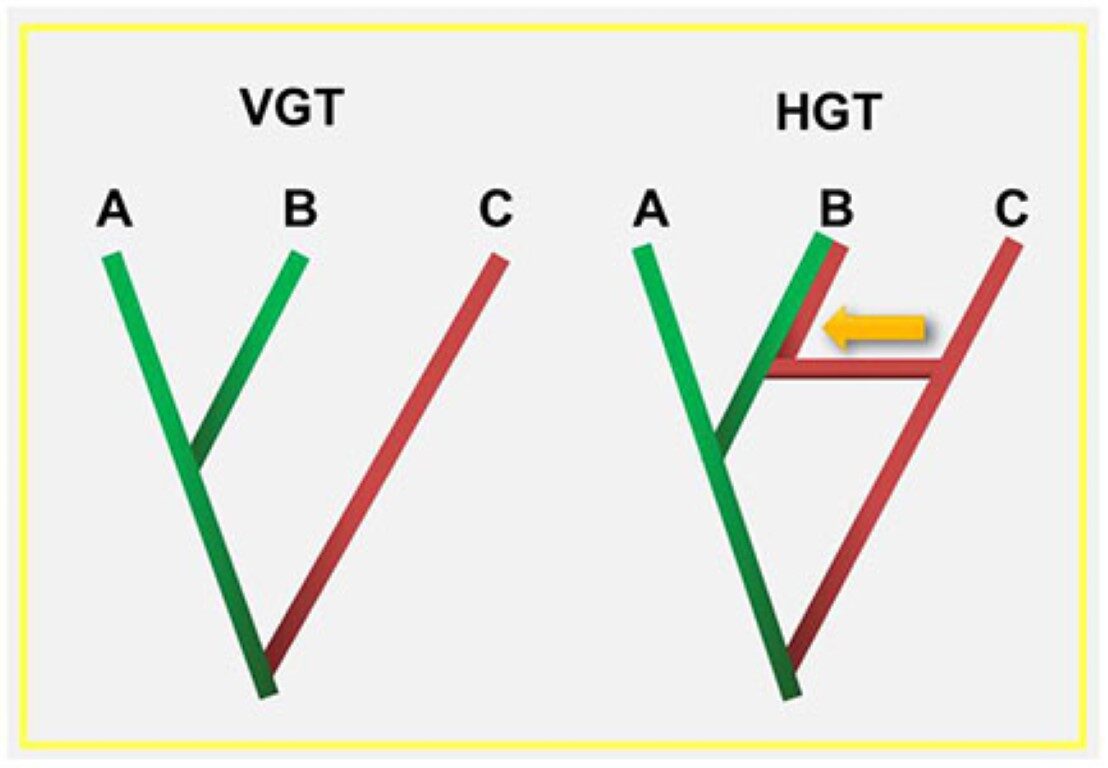 horizontal gene transfer