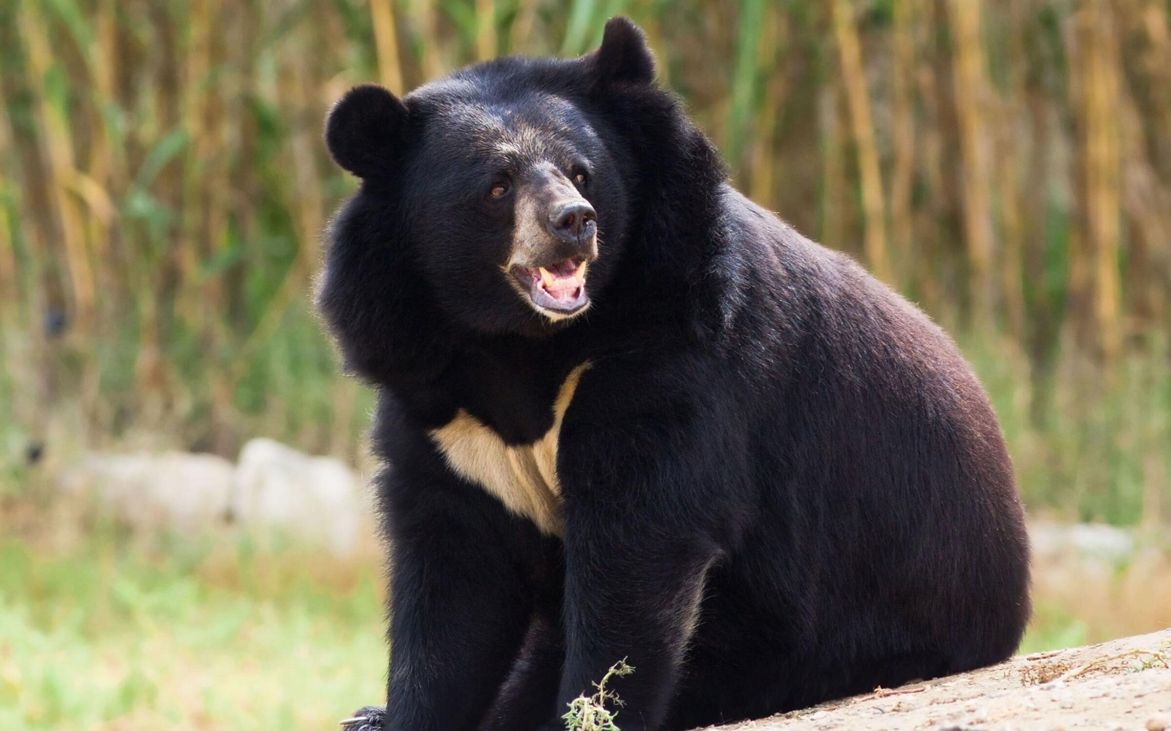 Asian black bear
