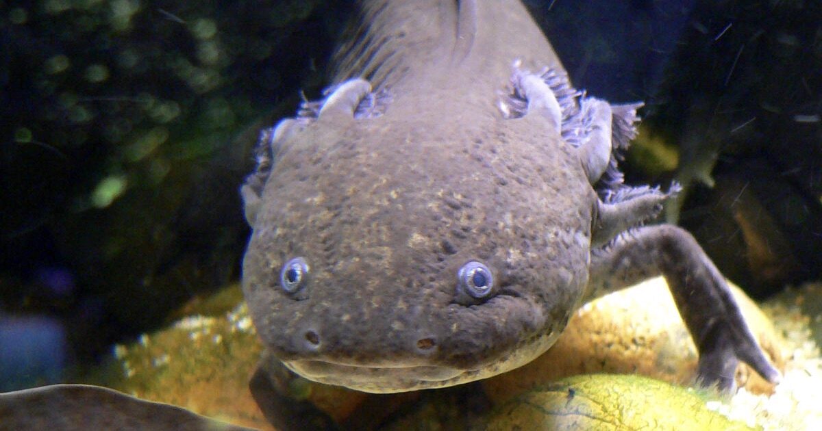 Axolotl regeneration limbs morphogenesis