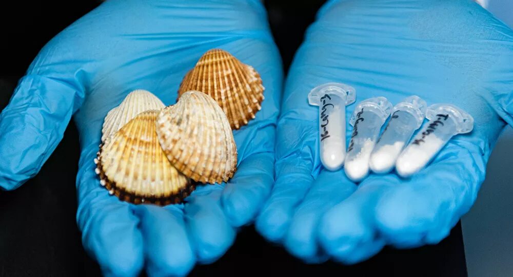 biomaterial osteoporosis Blue Mussel Shells