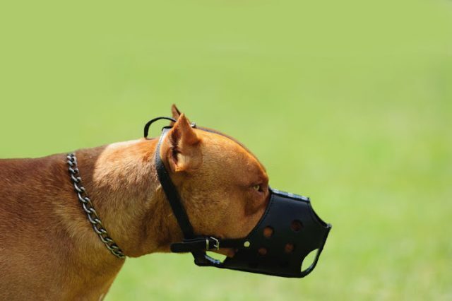 SAVAGE ATTACK A Port Elizabeth woman has died after being attacked by a pit bull.