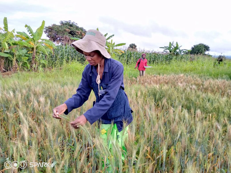 Click to enlarge wheat