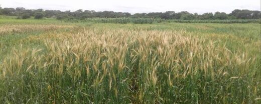 Zambia wheat