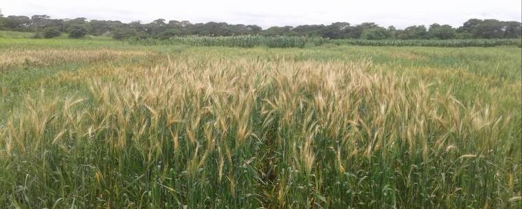 Click to enlarge Zambia wheat