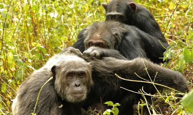 chimpanzee