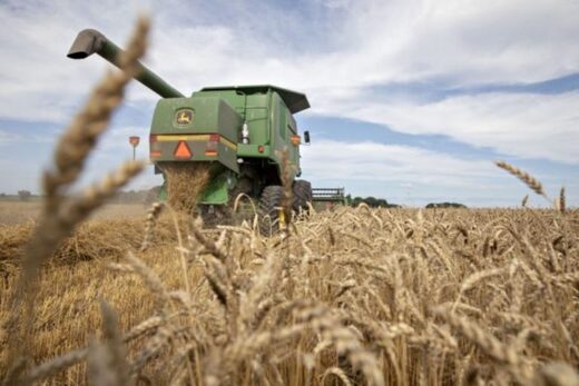 Wheat harvest