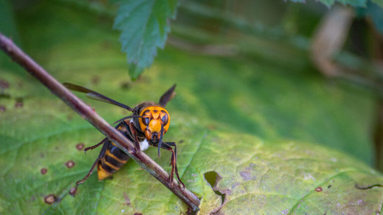 Click to enlarge Asian giant hornet