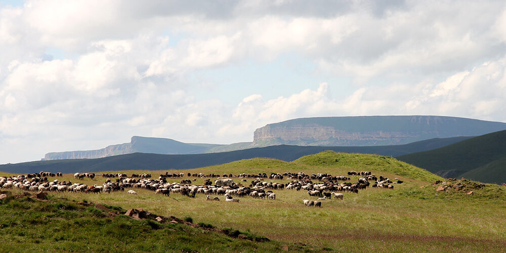 Click to enlarge Caucasus mountain animal