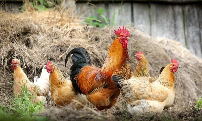 chickens