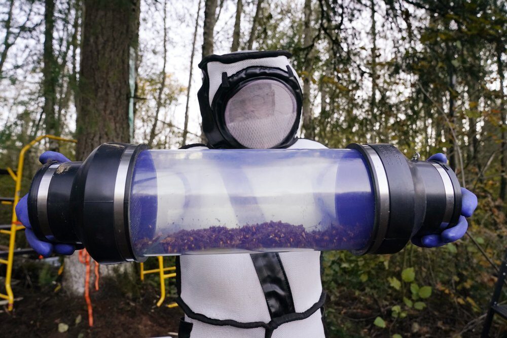 murder hornets nest destroyed washington satate