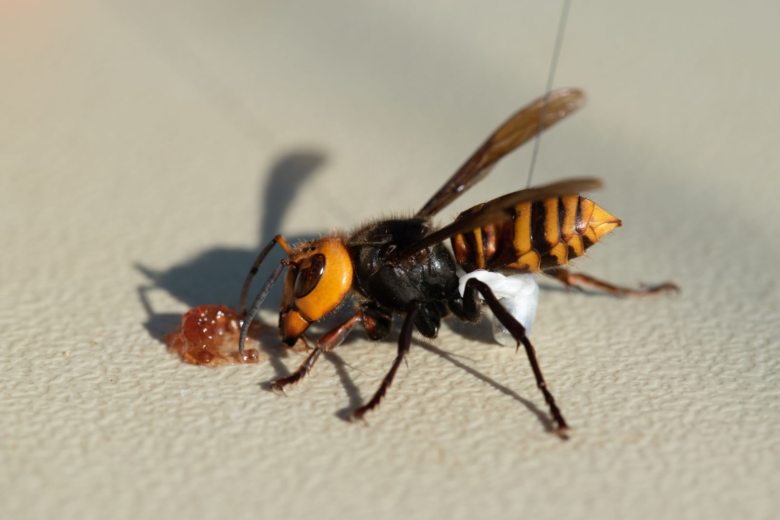 Click to enlarge murder hornet tracker