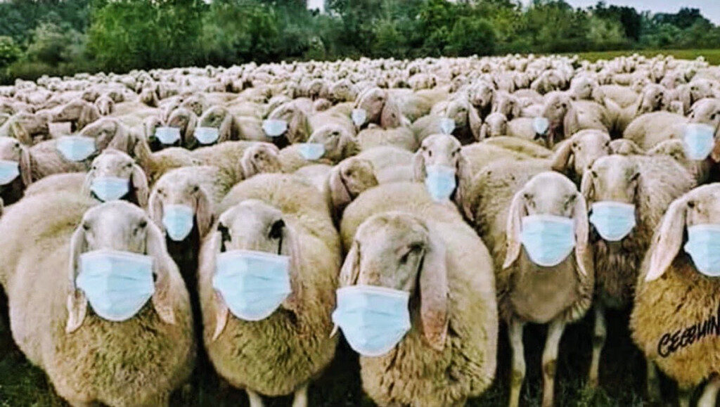 Click to enlarge sheep in masks