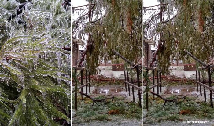 Click to enlarge Ice storm damage