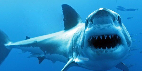 shark