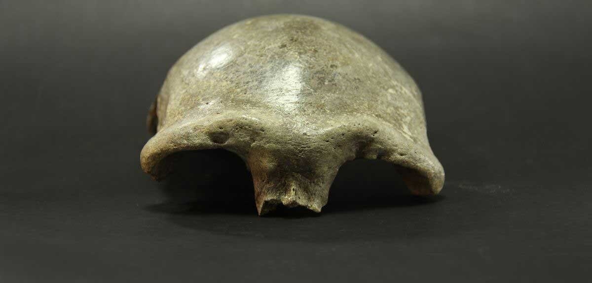 Ancient Skullcap