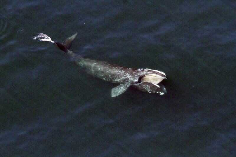North Atlantic right whale