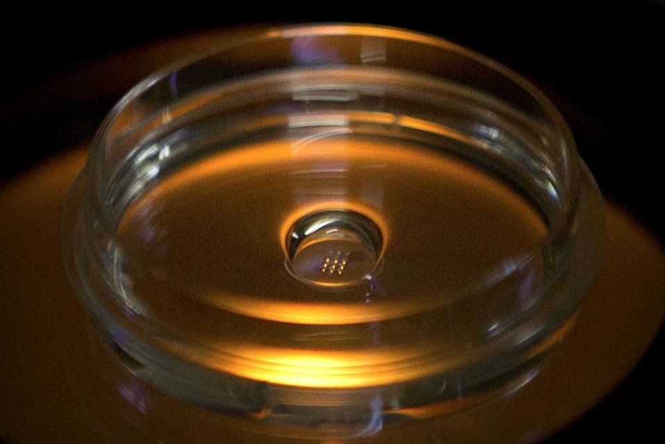Click to enlarge lab dish containing embryos