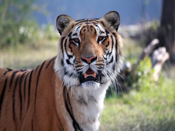 Click to enlarge Tiger kills fisherman in Bengal's Sundarbans [Representative image