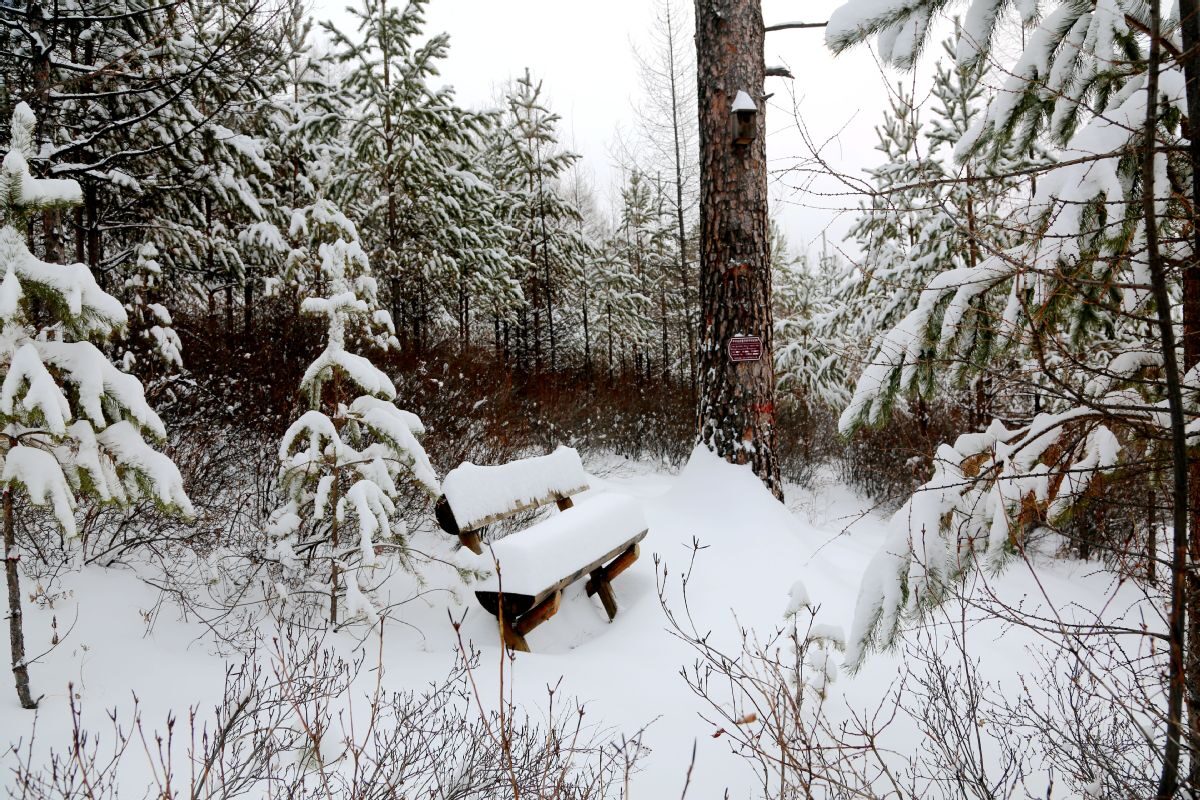 After the heavy snow, the frozen rime on trees turned Huzhong district into a dreamy landscape.