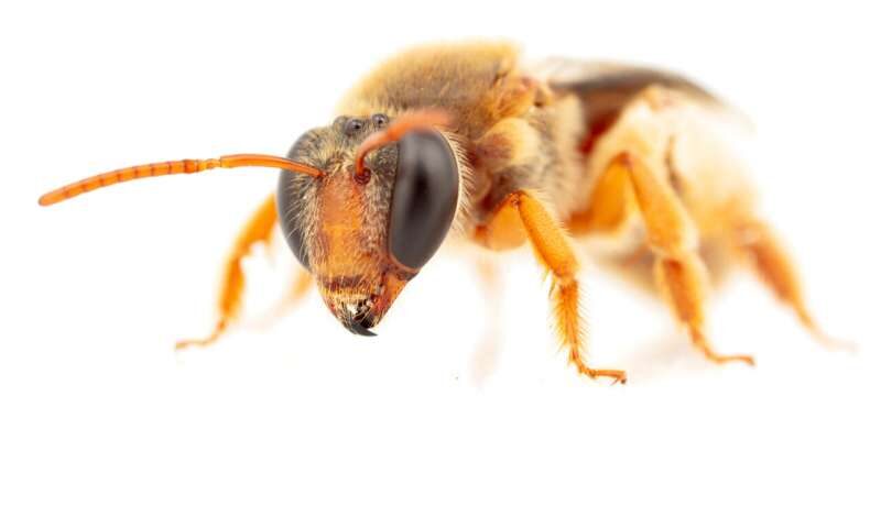 Click to enlarge Nomiine bee