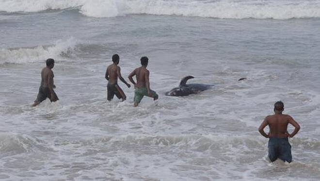 Click to enlarge Sri Lankans attempting to push a beached whale back to deep waters in the Indian Ocean in Panadura, on outskirts of Colombo, Sri Lanka on November 3.
