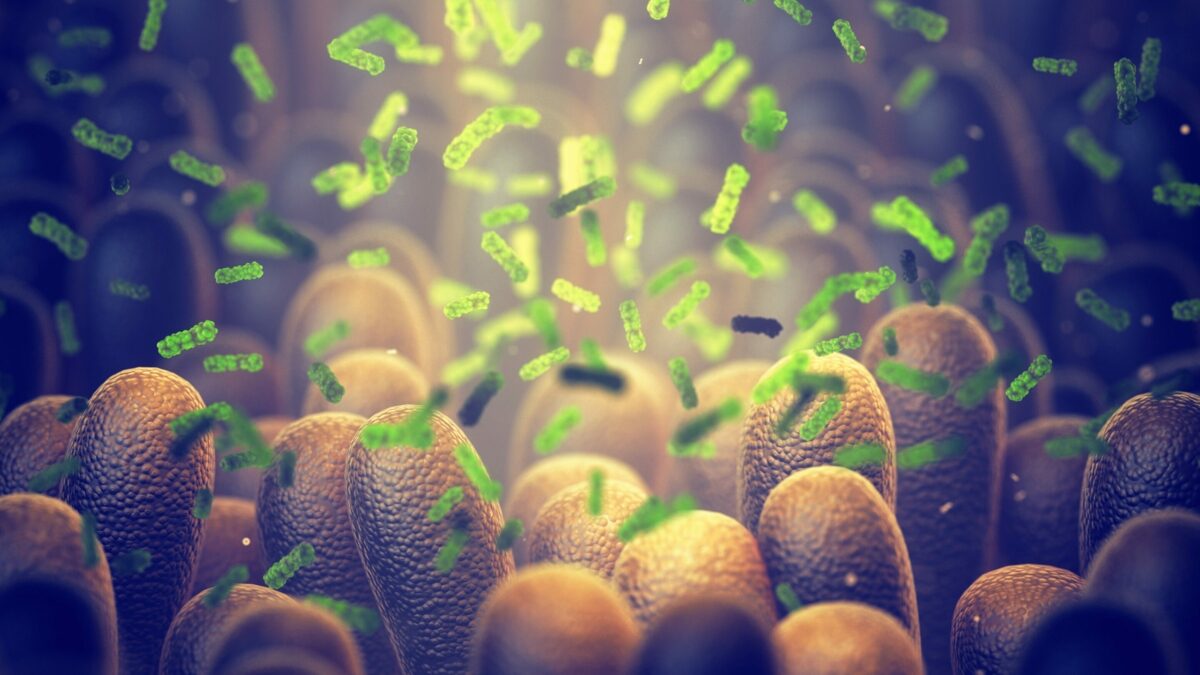Click to enlarge Gut Bacteria