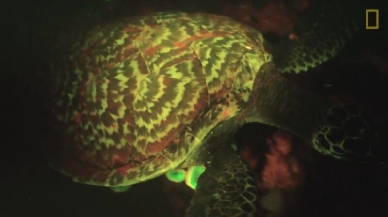 sea turtle ultraviolet light biofluorescence