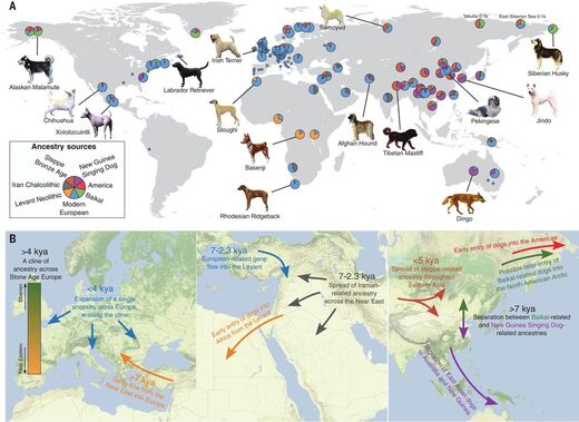 dog ancestry