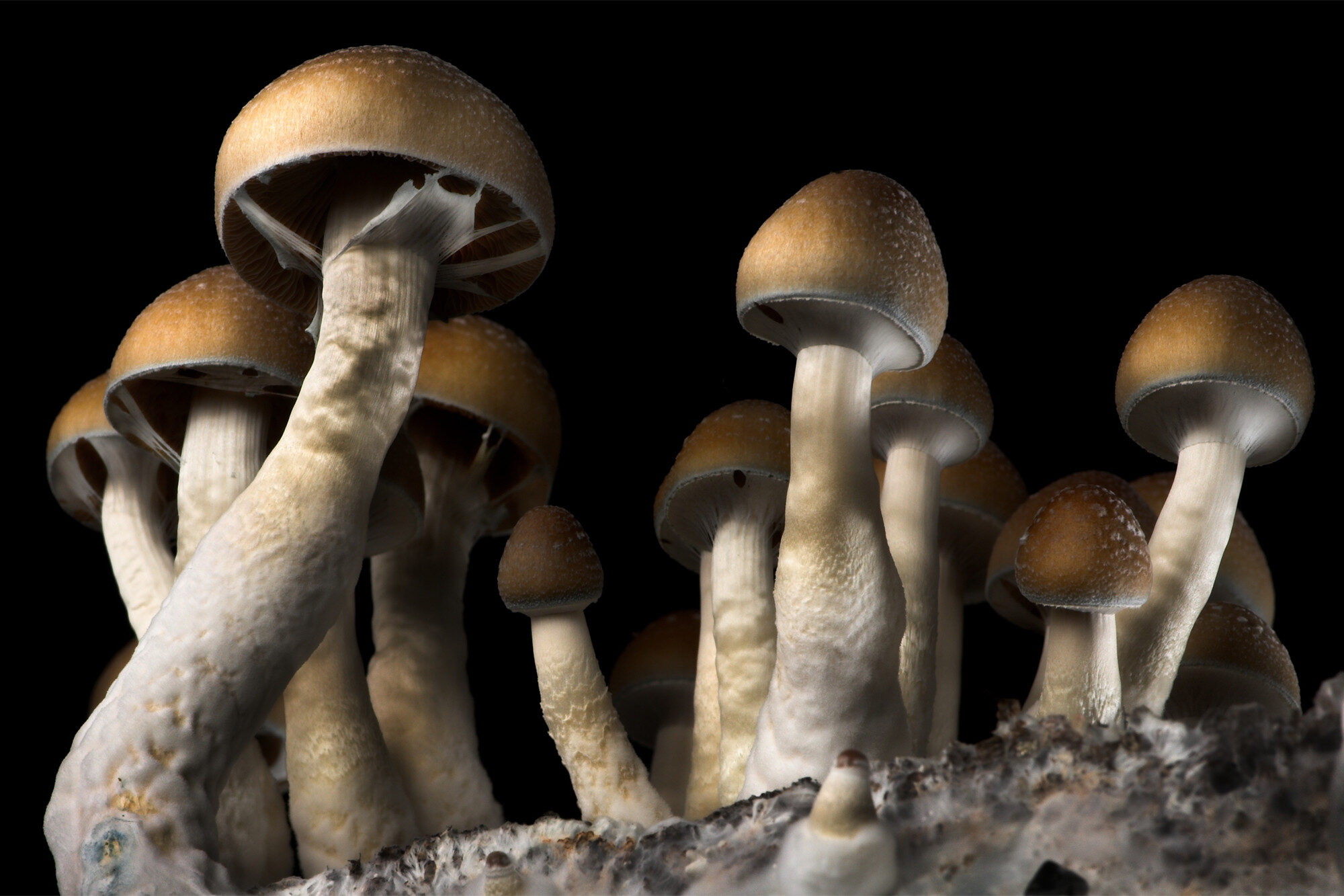 mushrooms