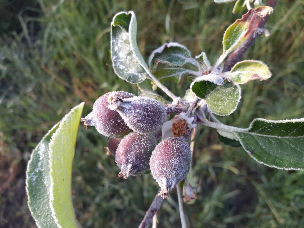 Small fruit of covered apple of frost