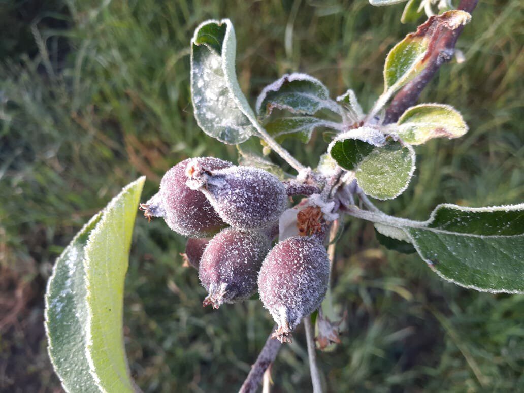 Click to enlarge Small fruit of covered apple of frost