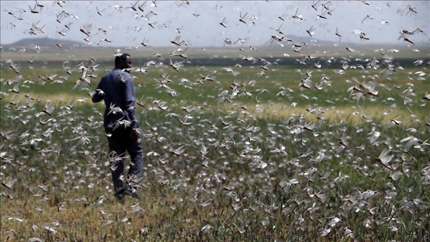 Locusts in Ethiopia