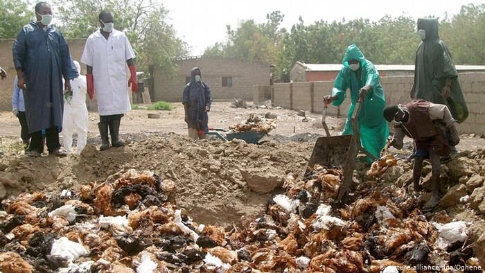 Avian flu outbreaks