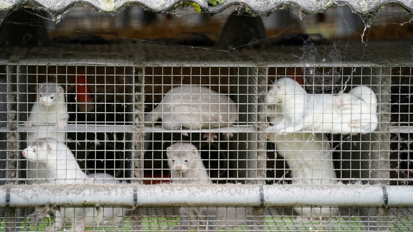 Click to enlarge mink