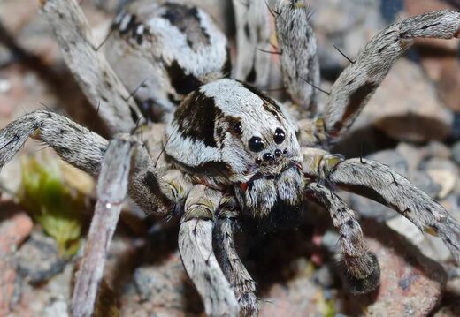 Great fox-spiders
