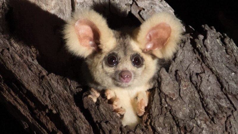 greater glider
