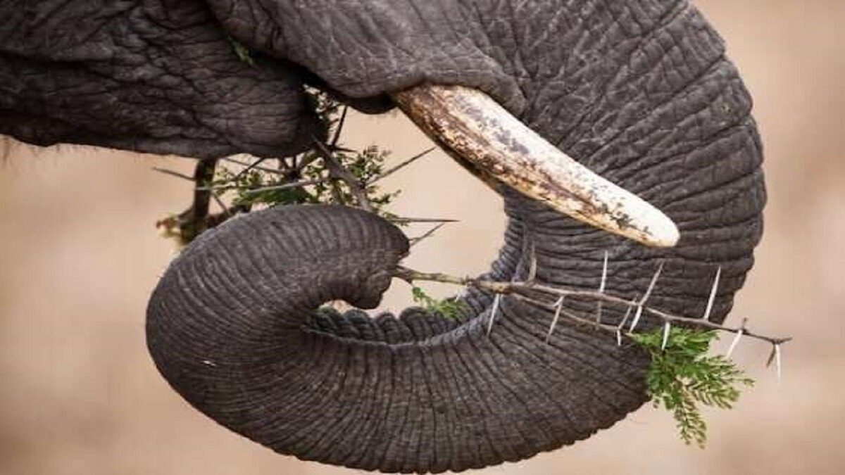 Elephant Trunk