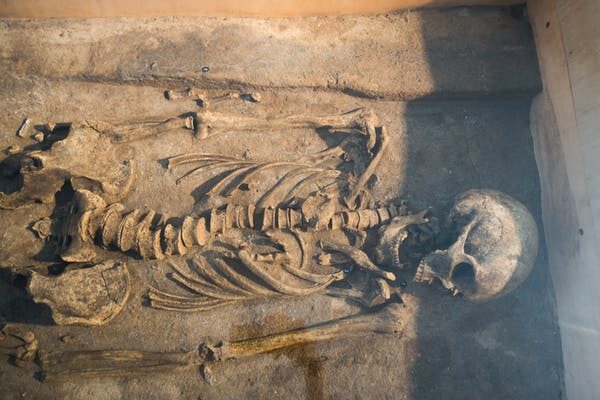 Click to enlarge Preserved Skeleton
