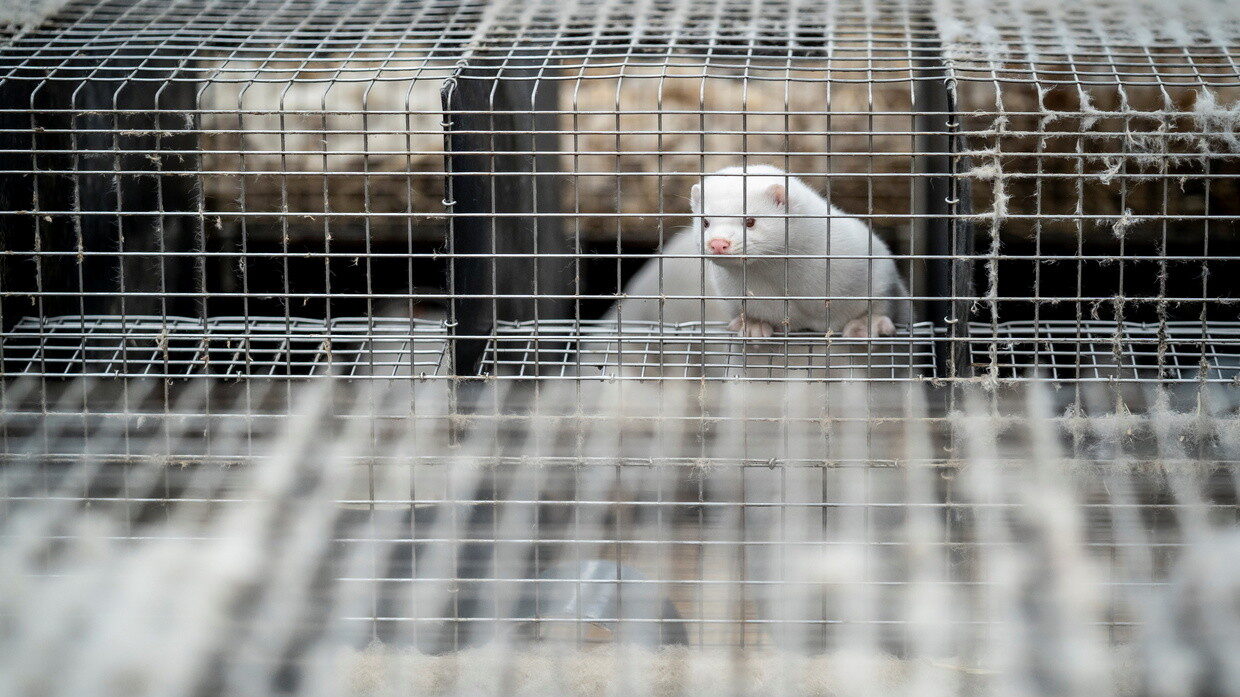 mink