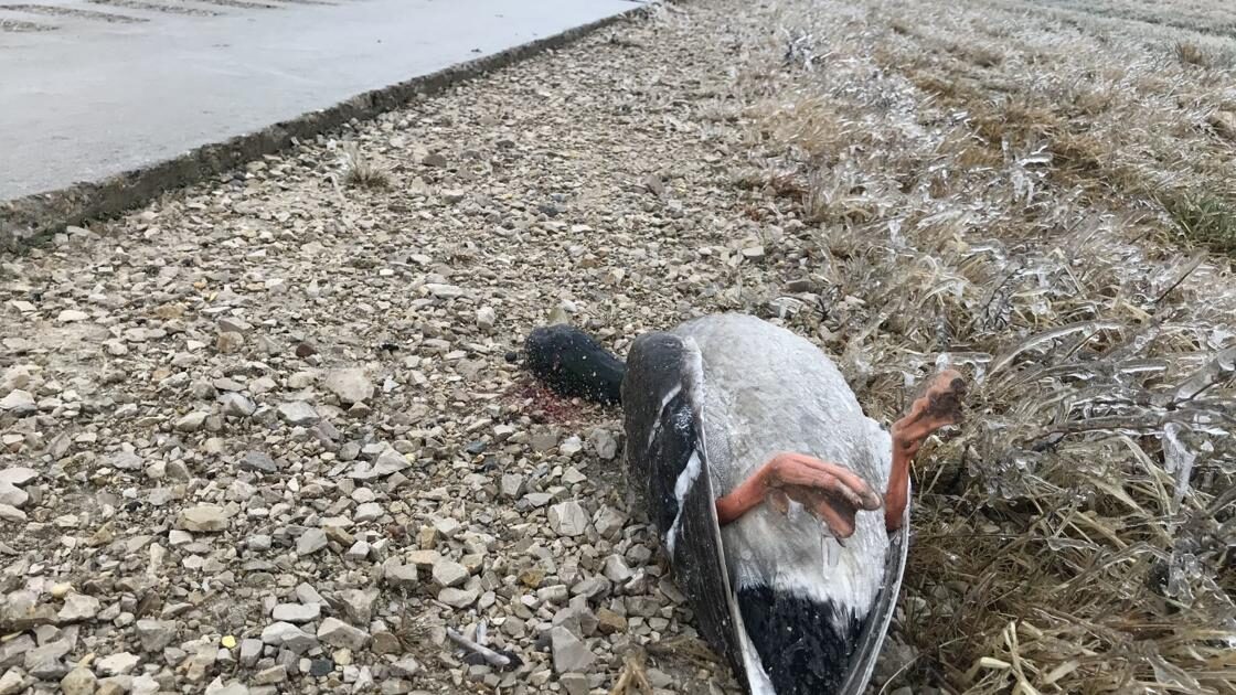 A dead duck
