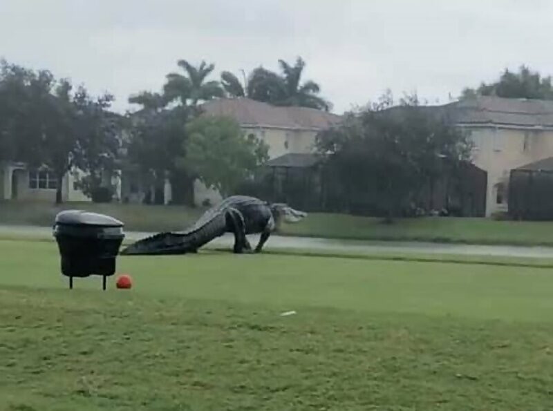 giant alligator florida golf course