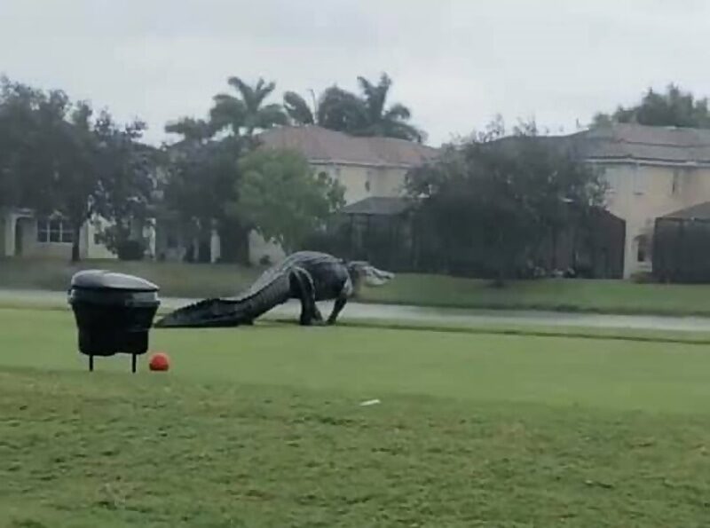 Click to enlarge giant alligator florida golf course