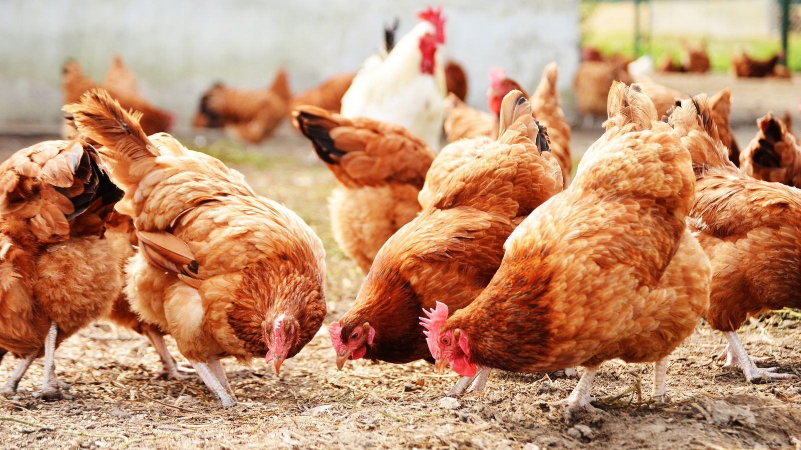 Click to enlarge chickens