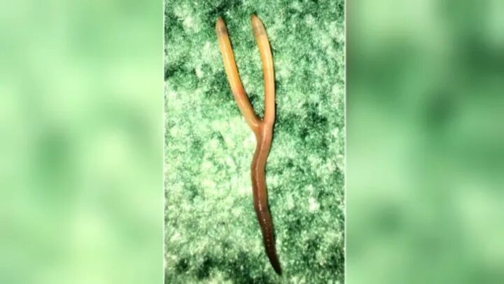 Click to enlarge Sherrie and her partner came across the two-headed worm while out in the garden.