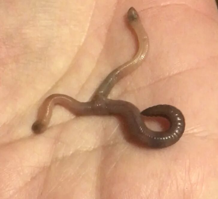 Click to enlarge worm
