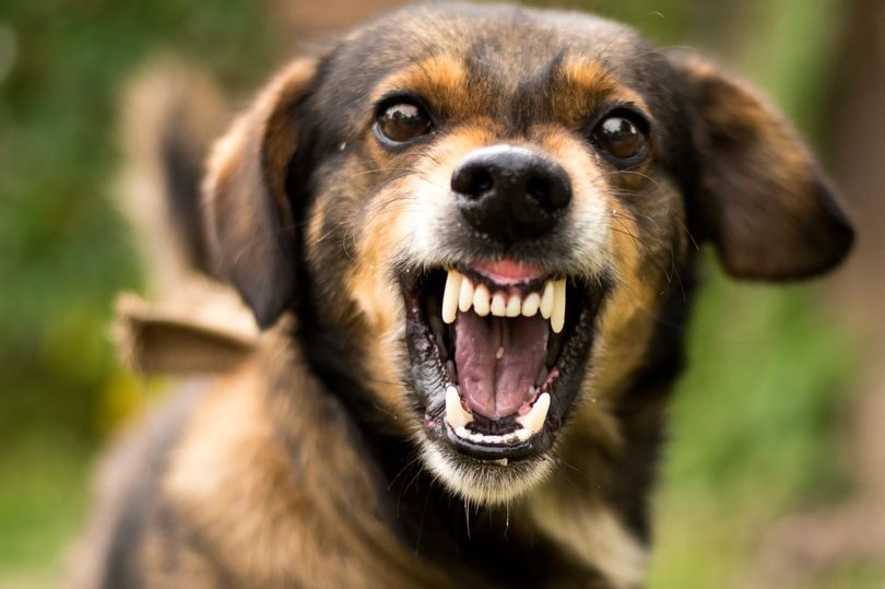 Click to enlarge There has been a huge increase in attacks on children by dogs