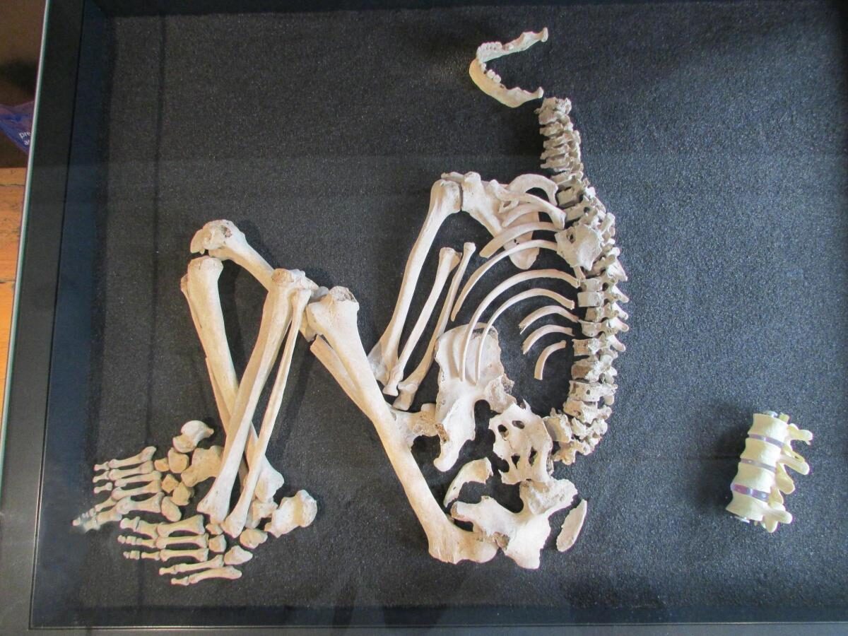 skeleton