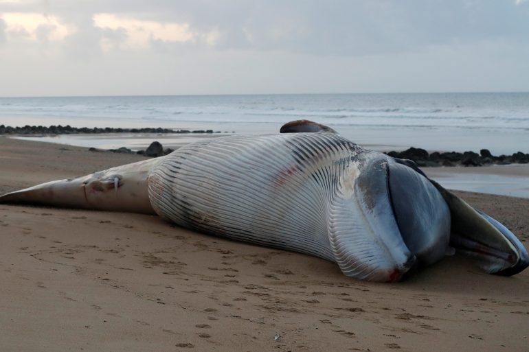 The carcass of a fin whale