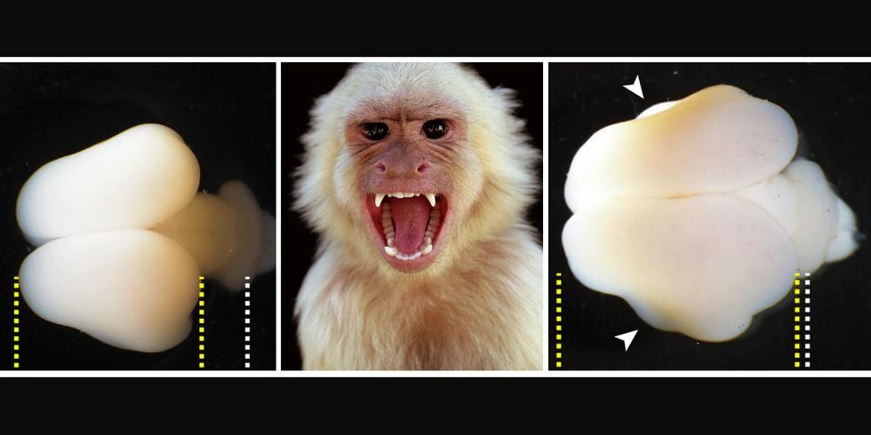 Click to enlarge Monkey Brain