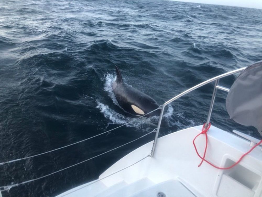 killer whale